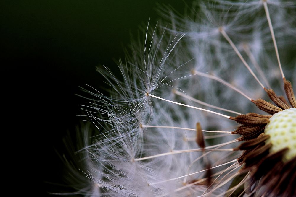 Makro einer Pusteblume