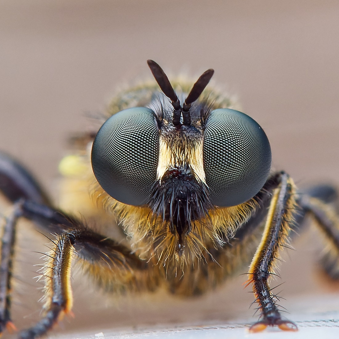 Makro einer Raubfliege