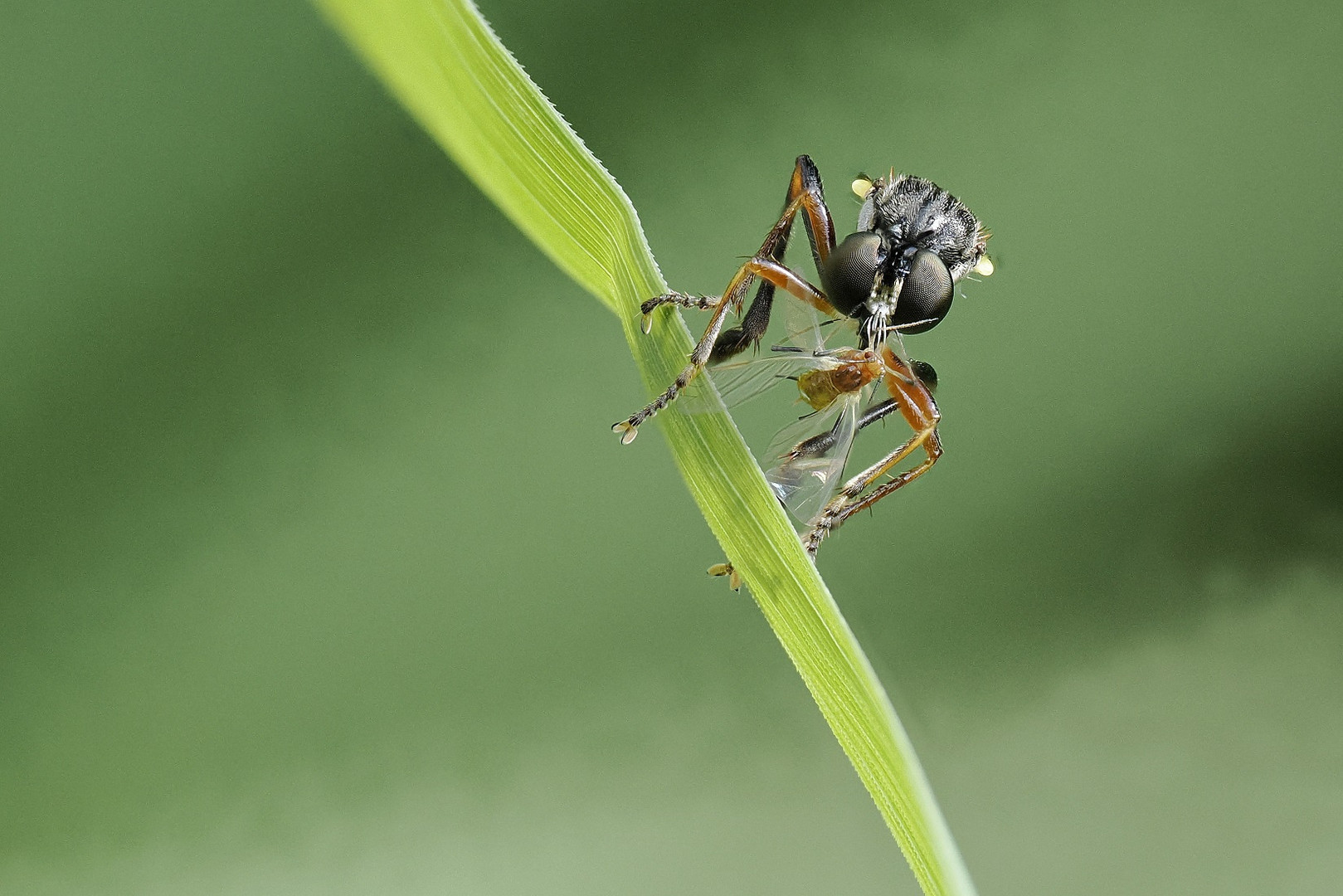 Makro einer Raubfliege mit Beute