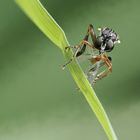 Makro einer Raubfliege mit Beute