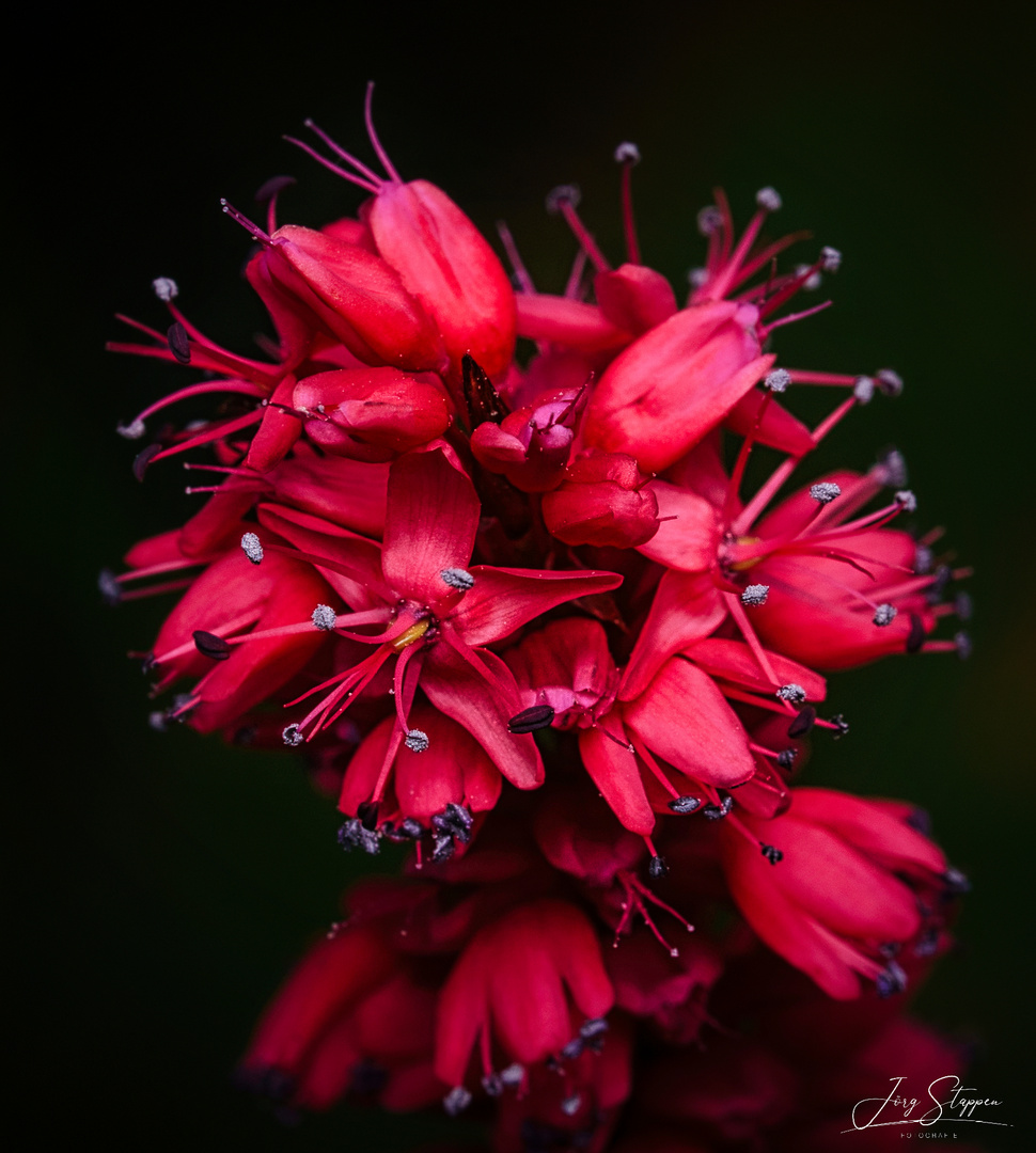 Makro einer roten Blüte