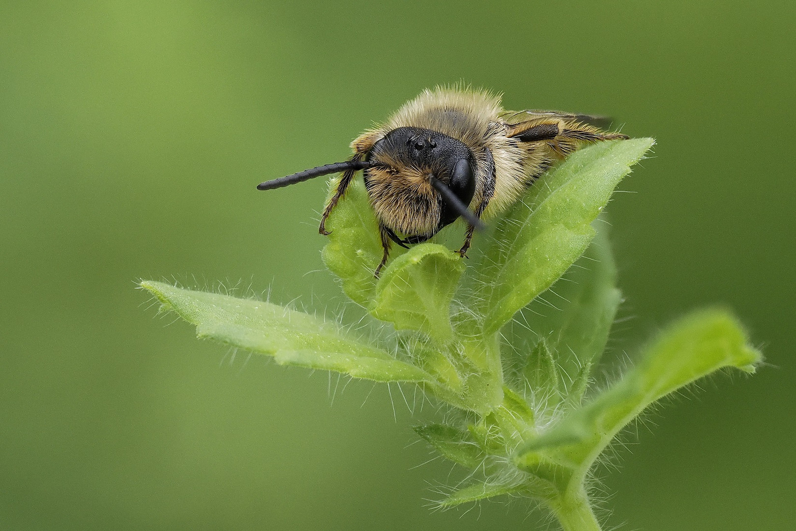 Makro einer schlafenden Wildbiene