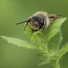 Makro einer schlafenden Wildbiene