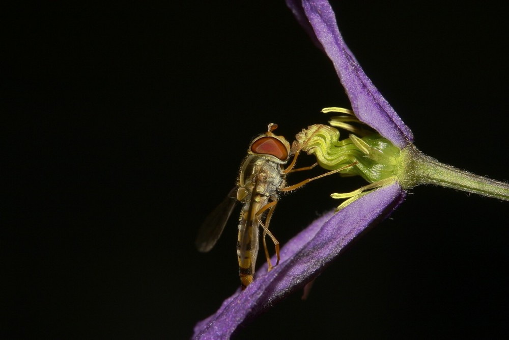 Makro einer Schwebfliege