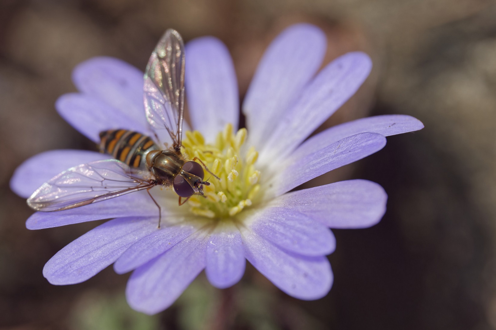 Makro einer Schwebfliege