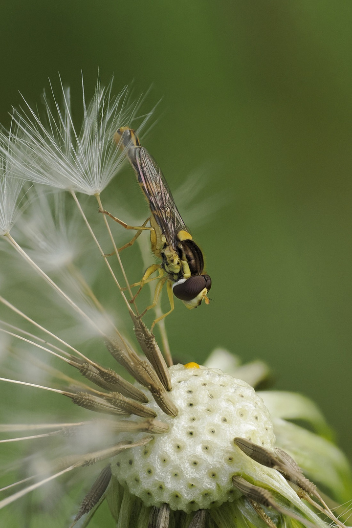 Makro einer Schwebfliege an einer Pusteblume