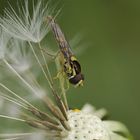 Makro einer Schwebfliege an einer Pusteblume