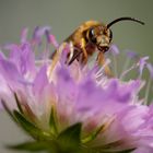 Makro einer Wildbiene