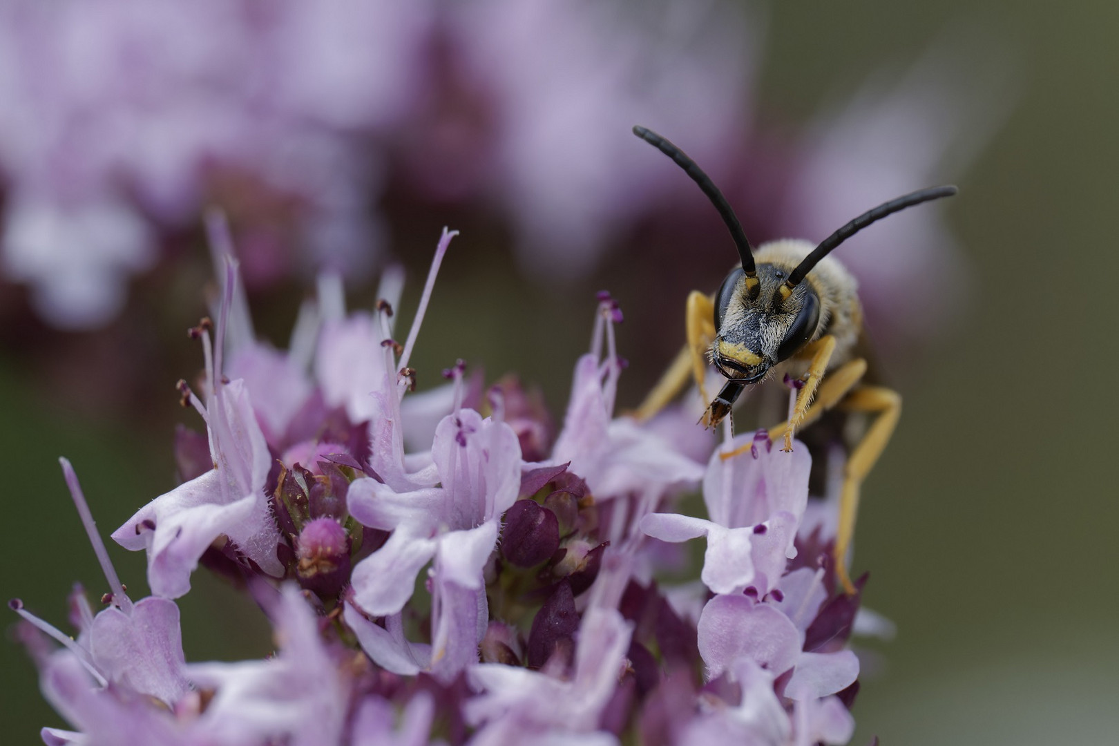 Makro einer Wildbiene auf Oreganoblüten