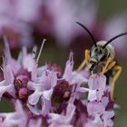 Makro einer Wildbiene auf Oreganoblüten