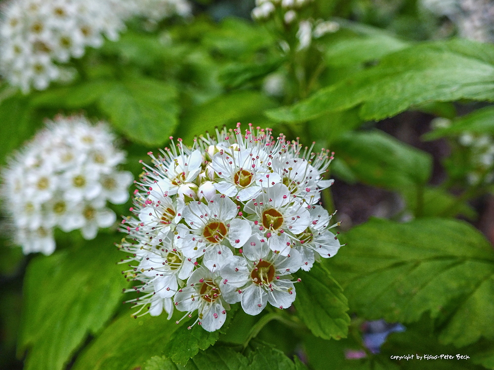 Makro einer wirklich kleinen Strauchblüte