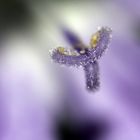 Makro eines Blütenstempels