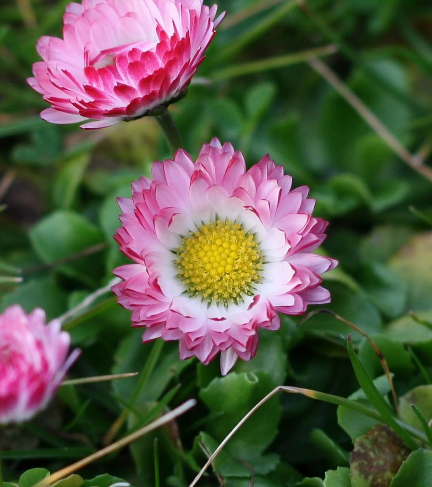 Makro eines Gänseblümchens