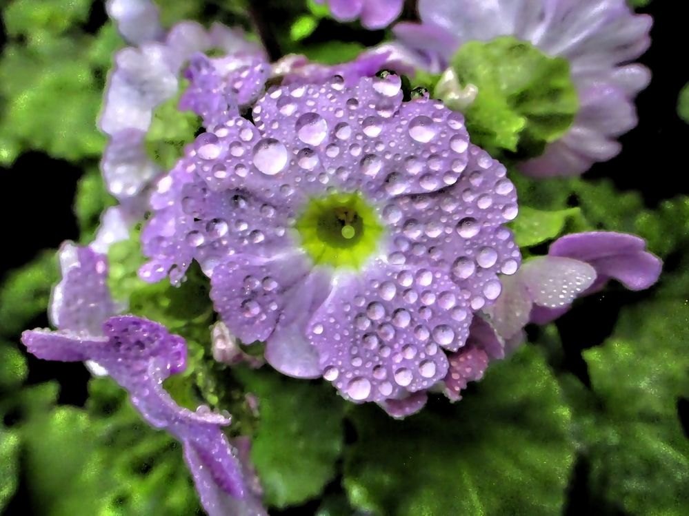 Makro Einzelprimelblüte mit Wassertropfen