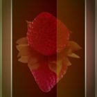 Makro Erdbeere