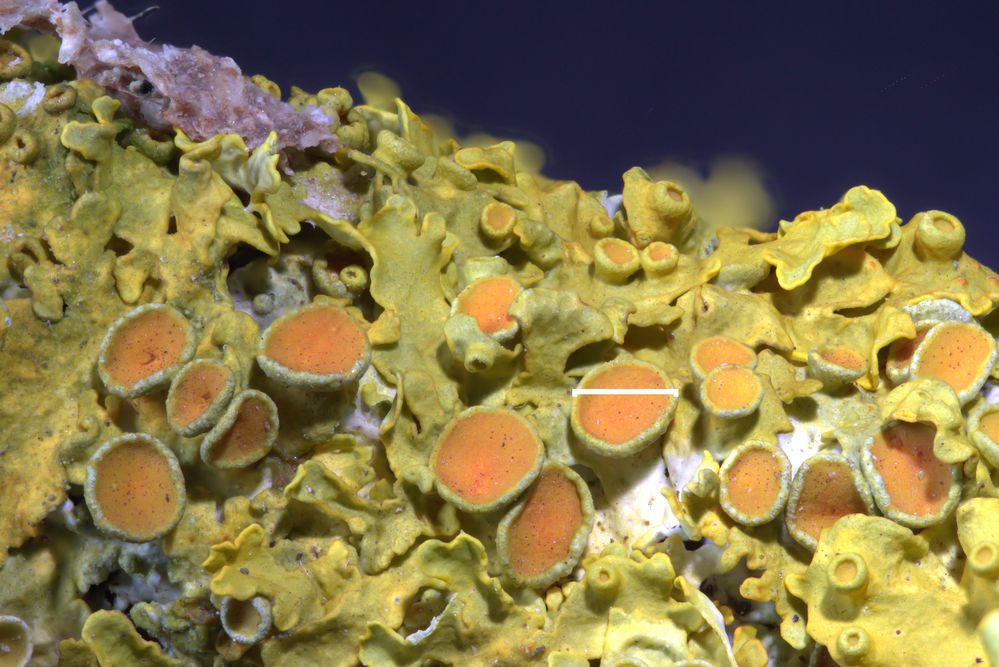 Makro-Experiment mit einer Flechte I