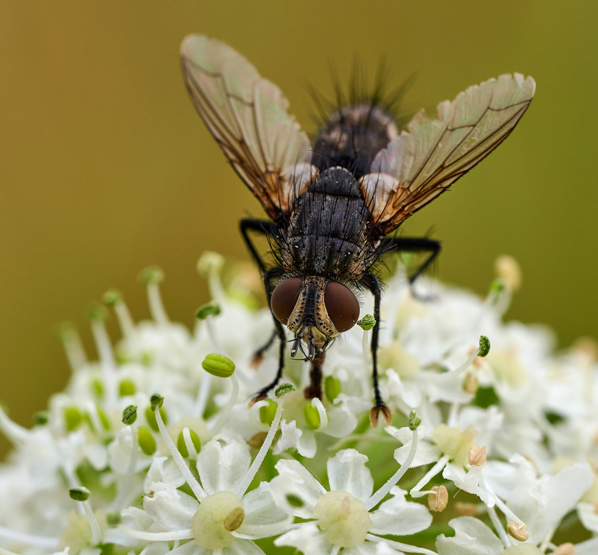 Makro Fliege 1