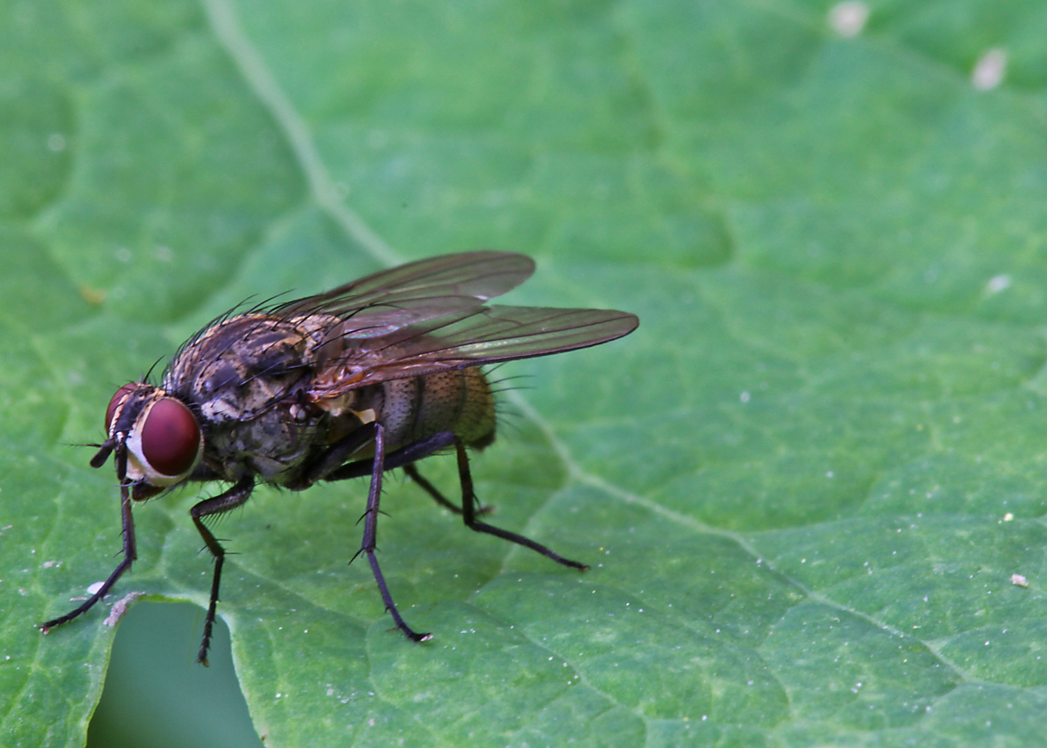 Makro Fliege