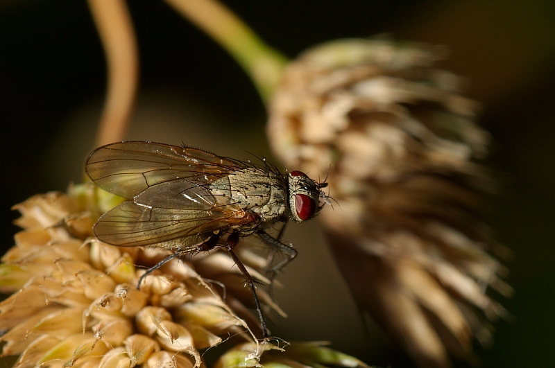 makro fliege