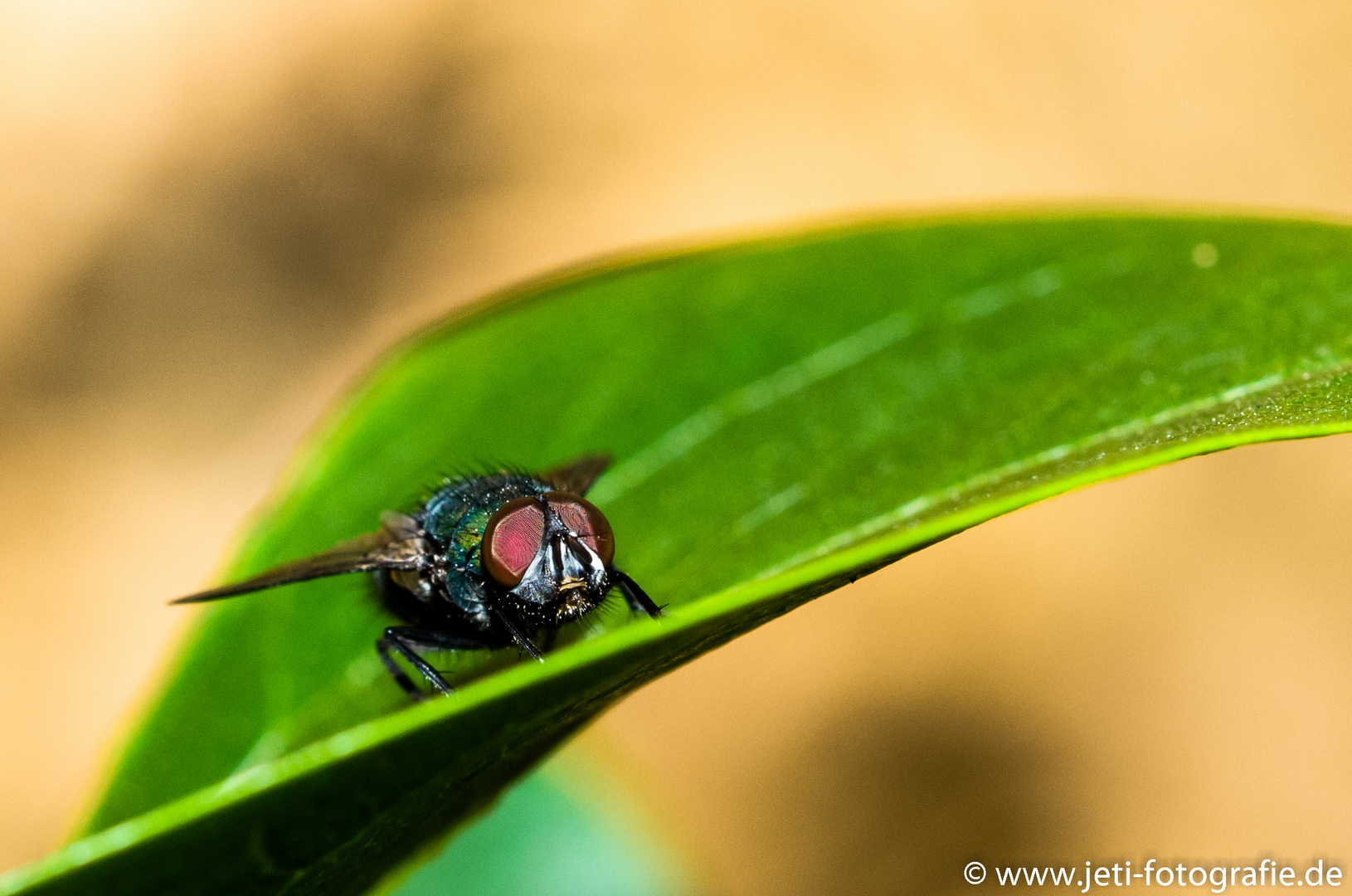 Makro Fliege