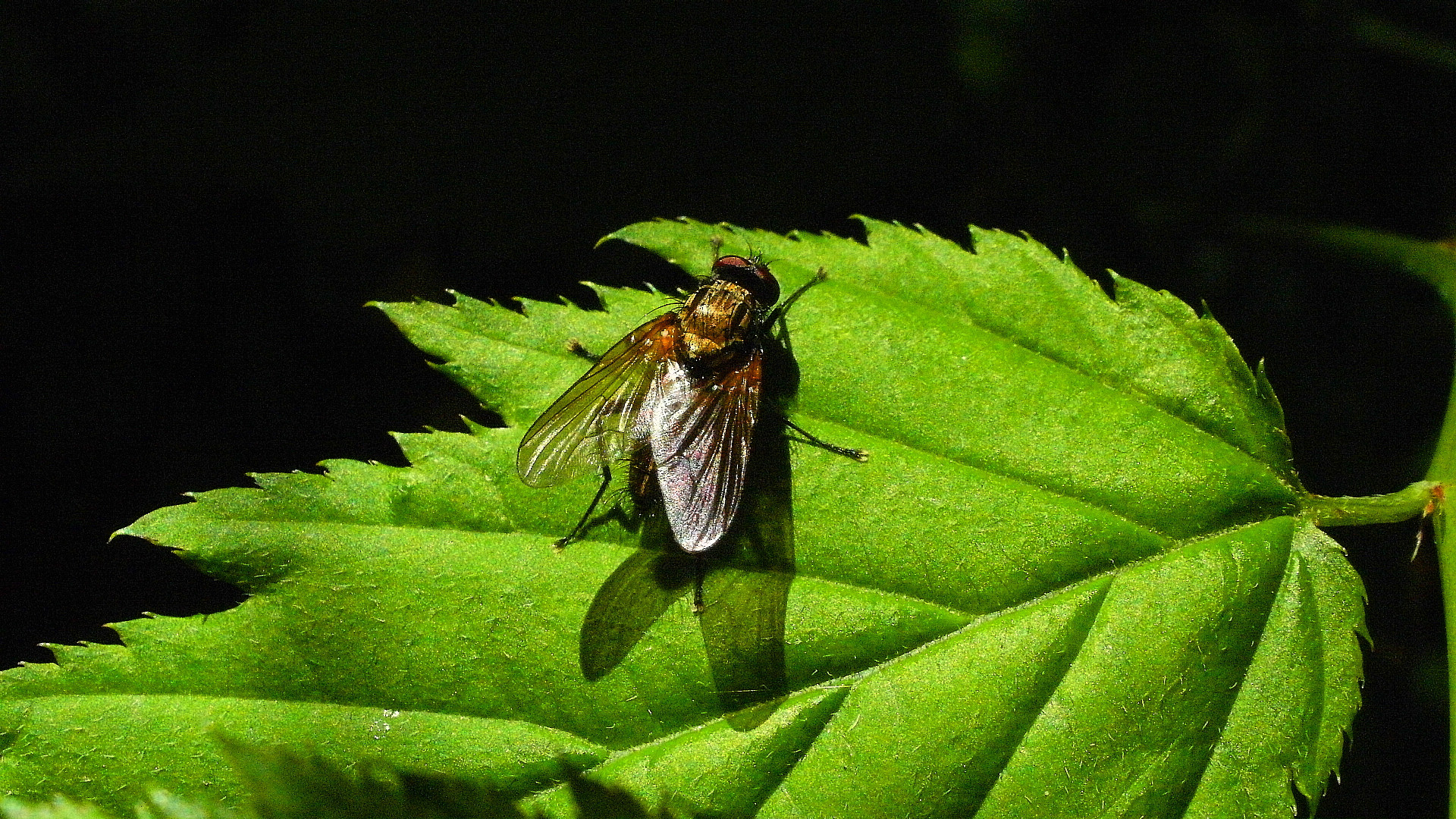 Makro -Fliege