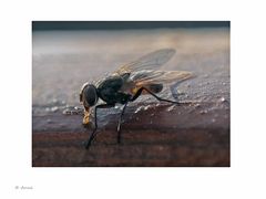Makro Fliege am Honig