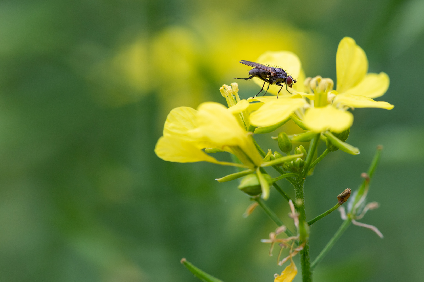 Makro Fliege