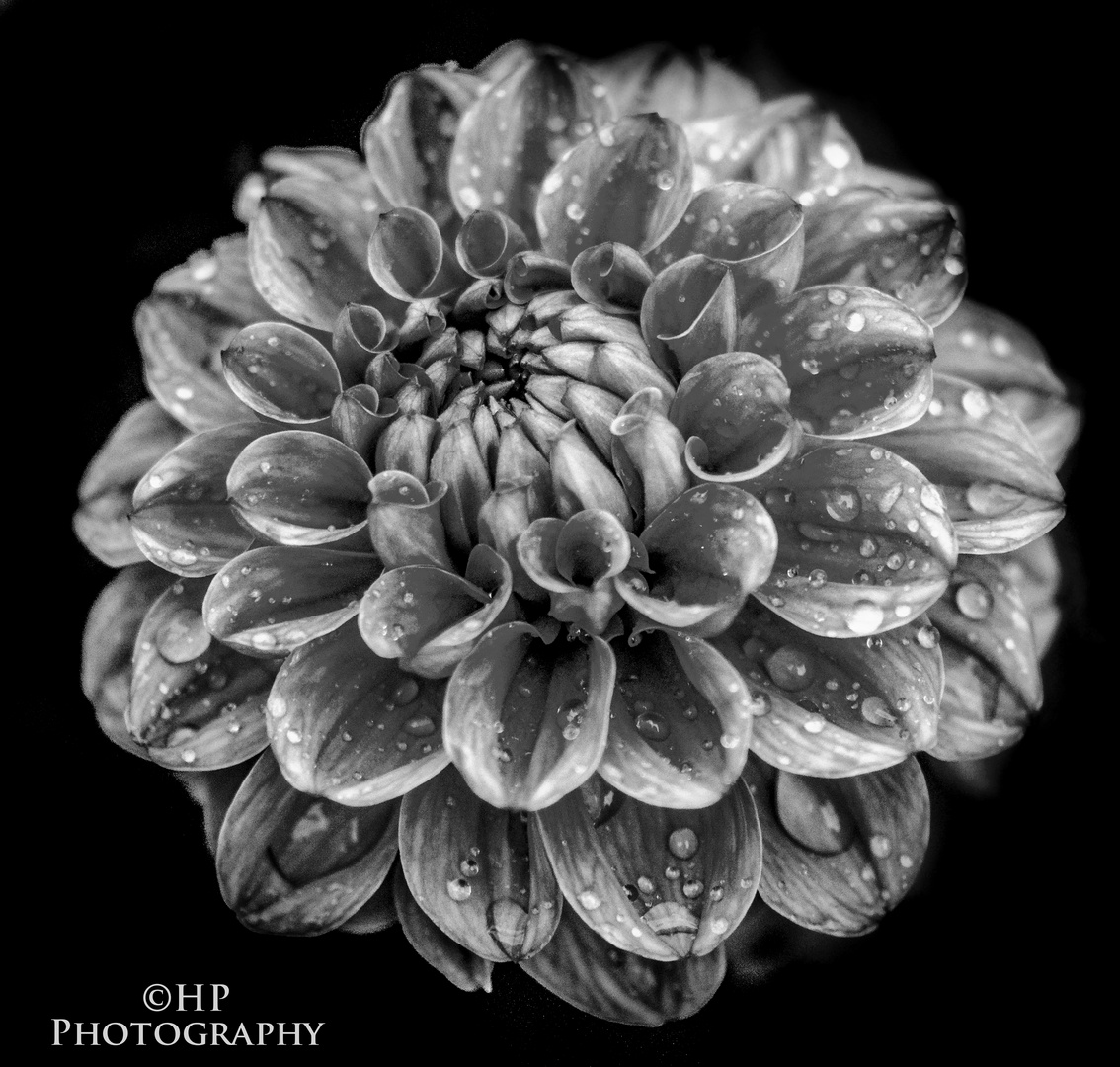 Makro Flower B&W