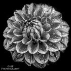 Makro Flower B&W