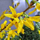 Makro Forsythienblüten mit Wassertropfen