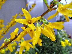 Makro Forsythienblüten mit Wassertropfen