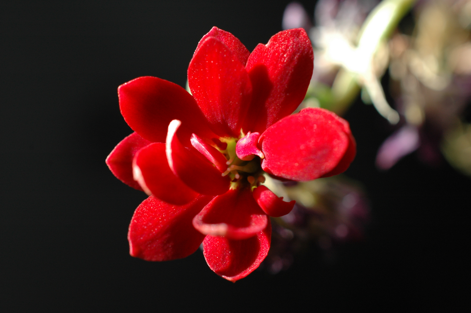 Makro-Foto, Blüte