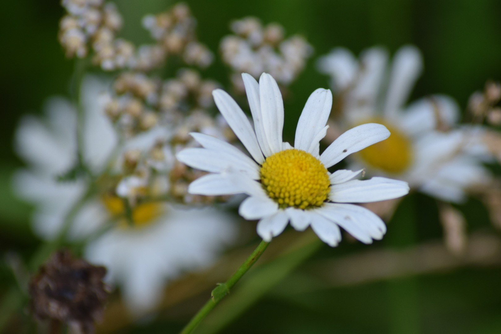 Makro Fotografie