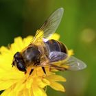 Makro Fotografie 