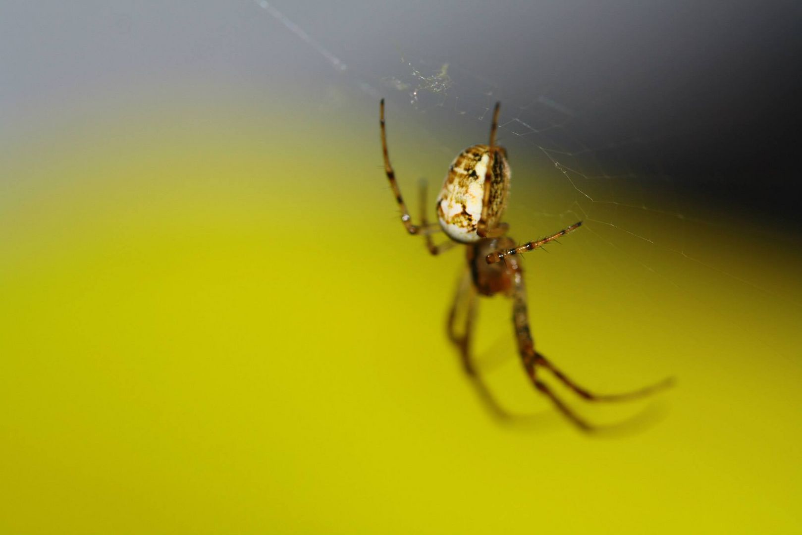 Makro Fotografie