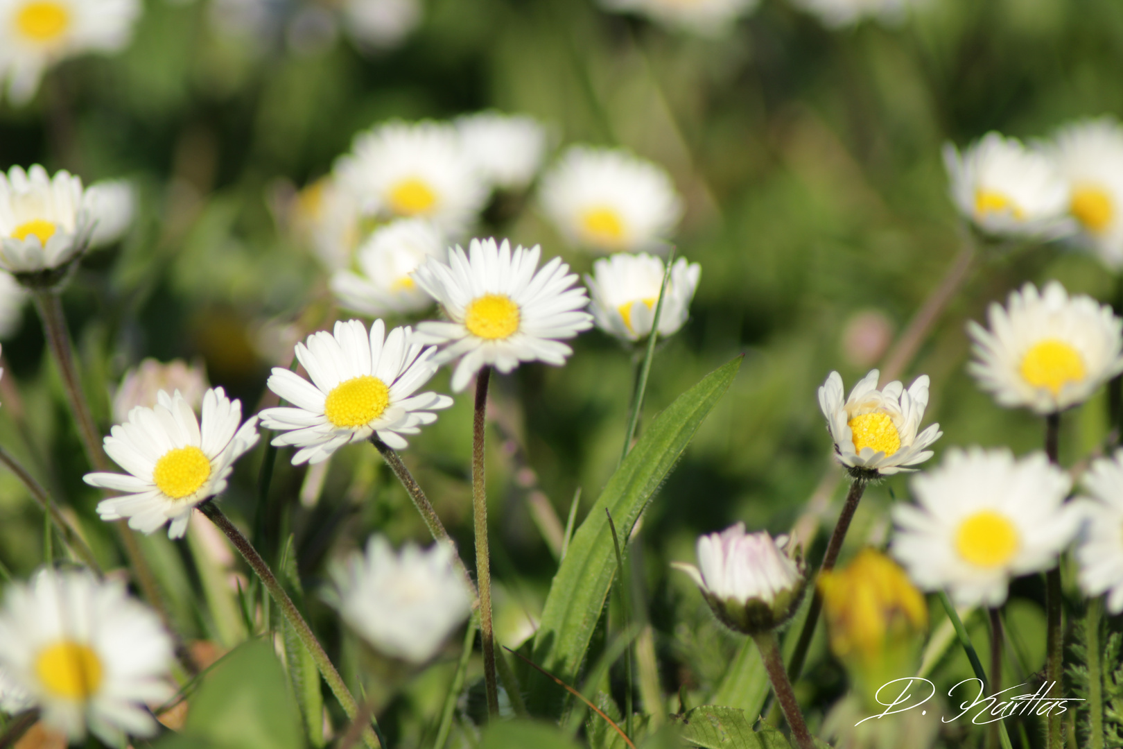 Makro Fotografie