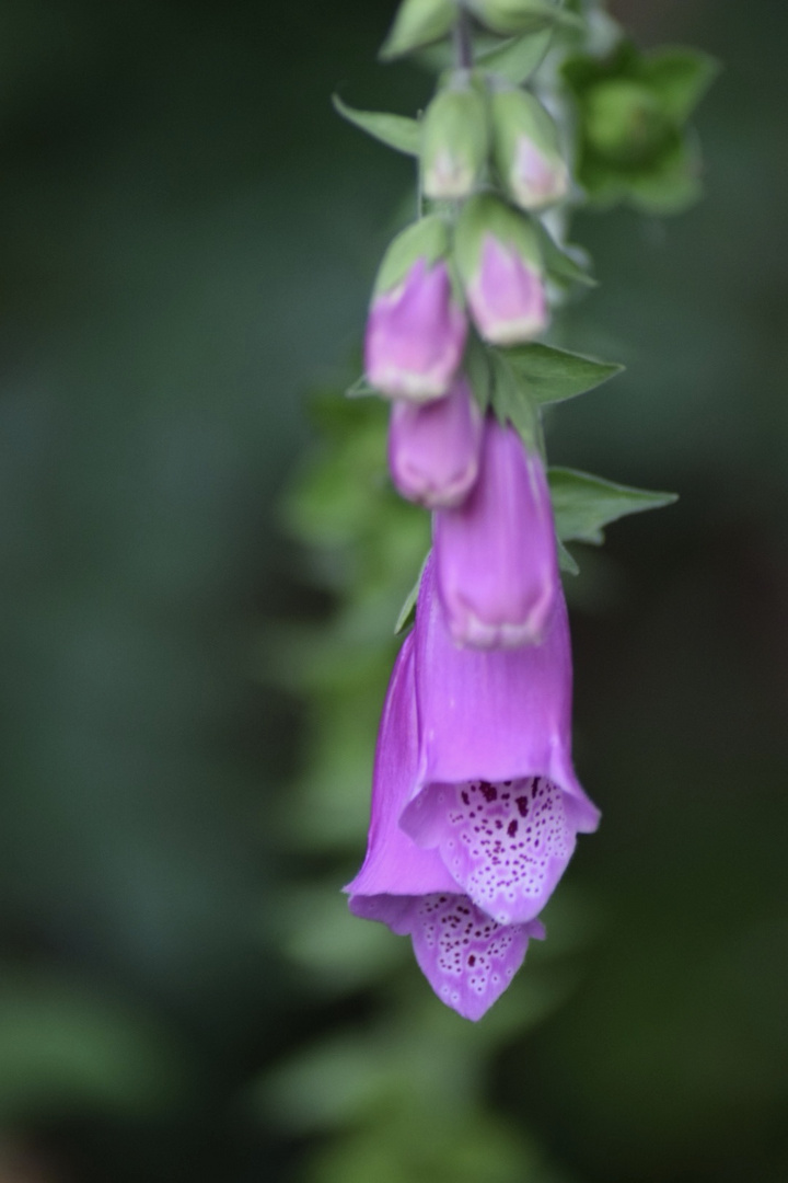 Makro Fotografie von Blumen