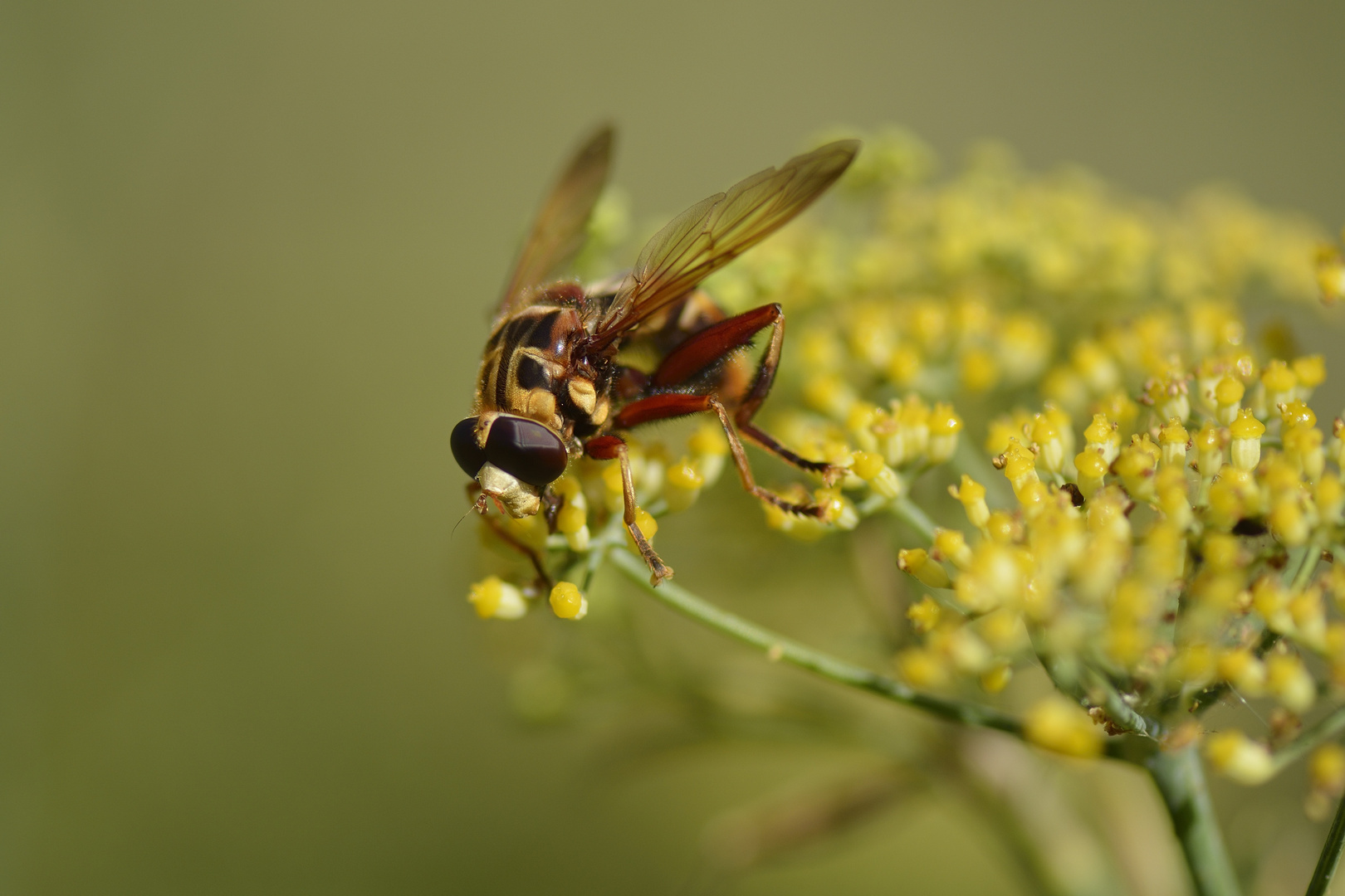 Makro Freihand