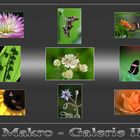 Makro - Galerie II [Seebeben-Hilfe]