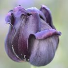 Makro Garten Black Beauty