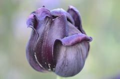 Makro Garten Black Beauty