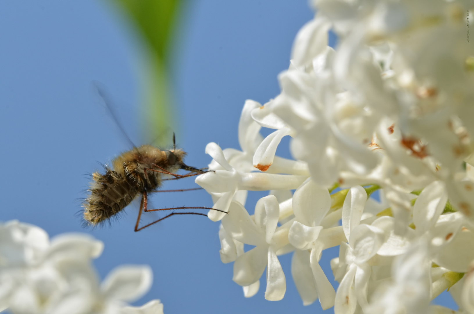 Makro Garten Flieder mit Gast