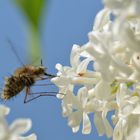 Makro Garten Flieder mit Gast