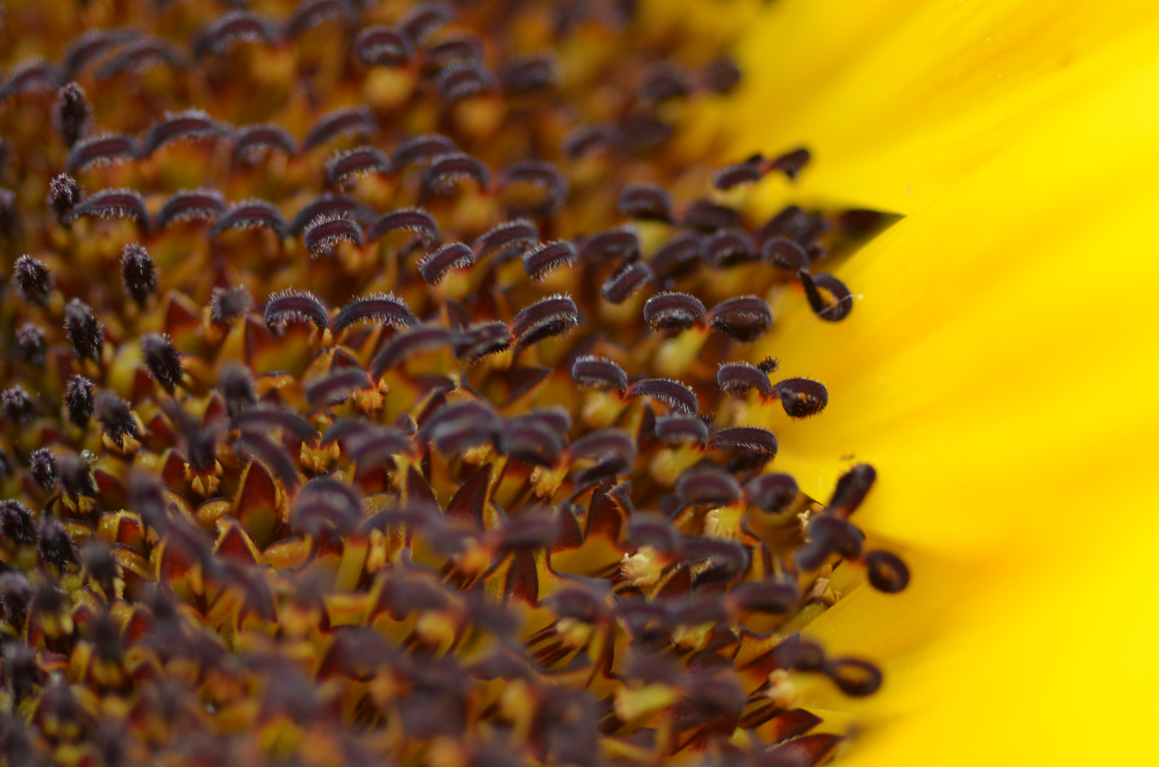 Makro Garten Sonnenblume ganz nah