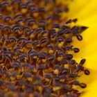 Makro Garten Sonnenblume ganz nah
