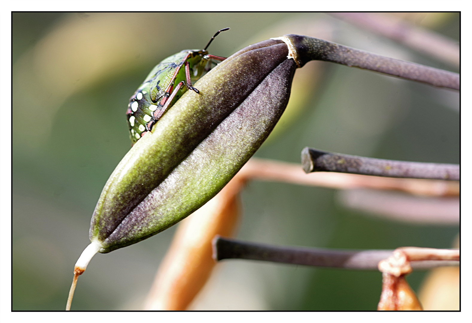 Makro grüne Reiswanze Foto &amp; Bild | stillleben, tiere, wildlife Bilder ...