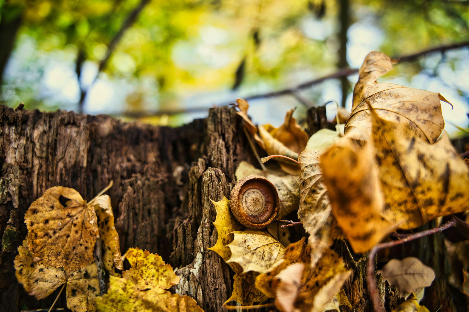 Makro Herbst