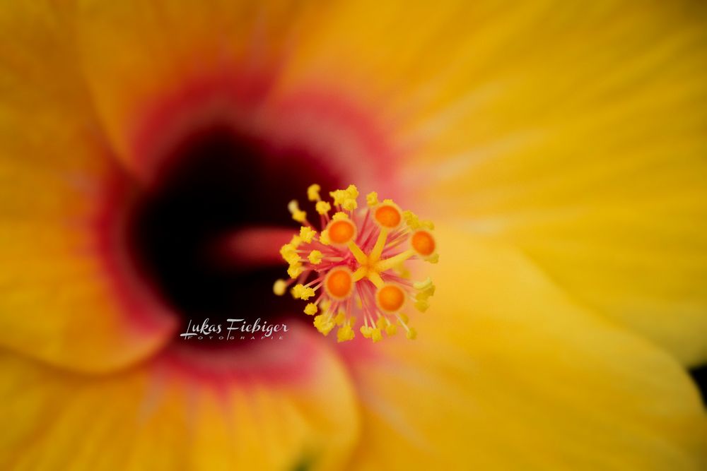 Makro Hibiskus