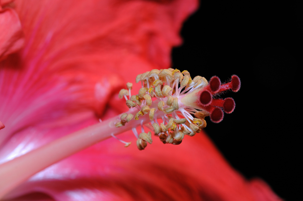 Makro *Hibiskus* II