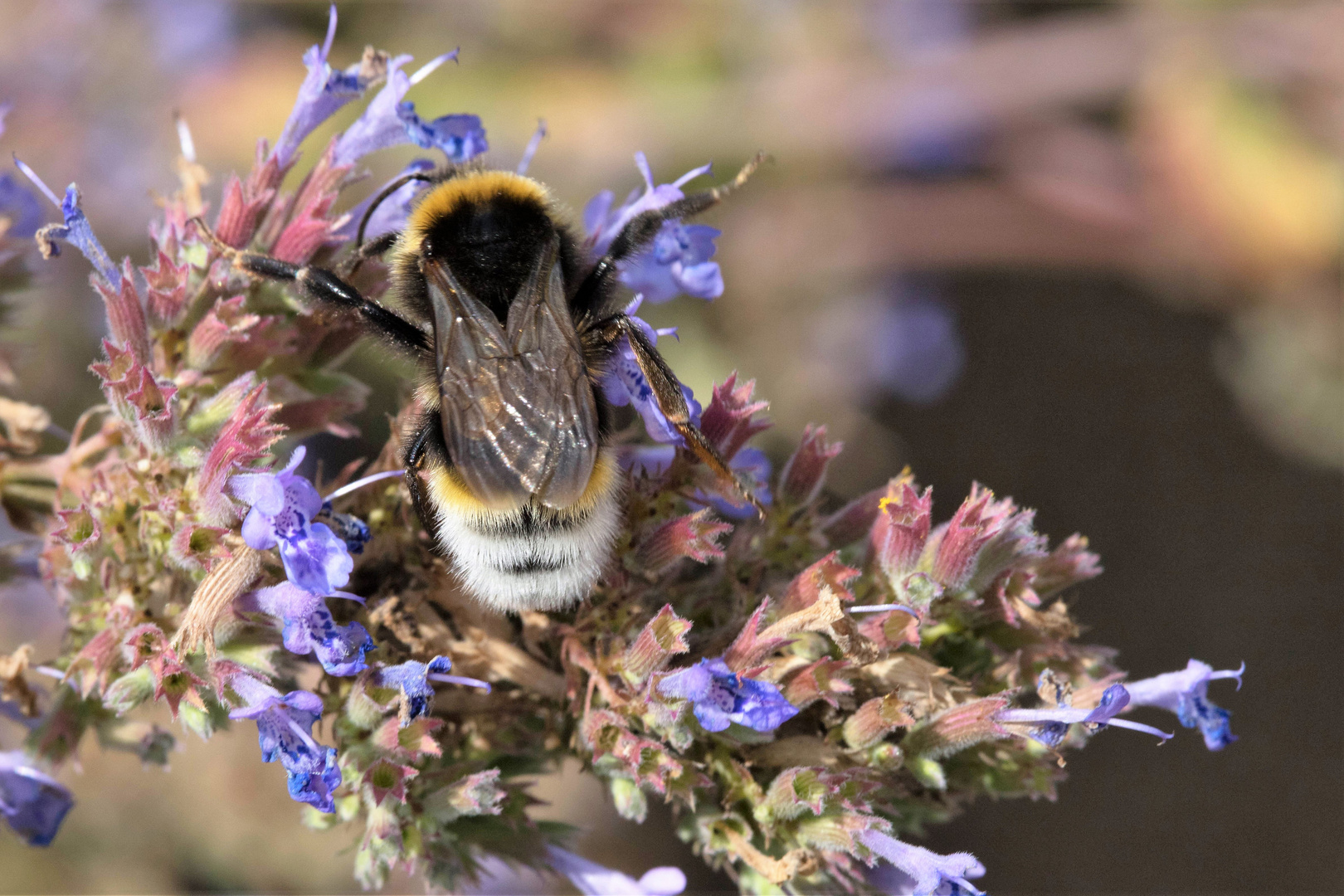 Makro Hummel 1